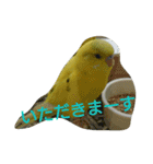 わがままインコ（個別スタンプ：7）