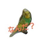 わがままインコ（個別スタンプ：10）