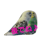 わがままインコ（個別スタンプ：11）