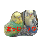 わがままインコ（個別スタンプ：13）