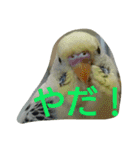 わがままインコ（個別スタンプ：15）