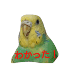 わがままインコ（個別スタンプ：16）