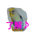 わがままインコ（個別スタンプ：17）