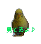 わがままインコ（個別スタンプ：18）