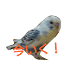 わがままインコ（個別スタンプ：19）