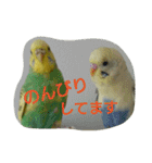 わがままインコ（個別スタンプ：24）