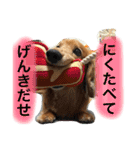 愛犬が好きすぎて作ったスタンプ（個別スタンプ：1）