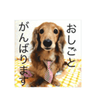 愛犬が好きすぎて作ったスタンプ（個別スタンプ：6）