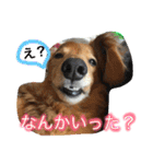 愛犬が好きすぎて作ったスタンプ（個別スタンプ：8）