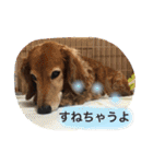 愛犬が好きすぎて作ったスタンプ（個別スタンプ：10）