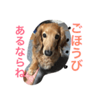 愛犬が好きすぎて作ったスタンプ（個別スタンプ：13）