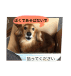 愛犬が好きすぎて作ったスタンプ（個別スタンプ：18）