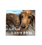 愛犬が好きすぎて作ったスタンプ（個別スタンプ：19）