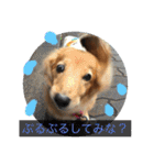 愛犬が好きすぎて作ったスタンプ（個別スタンプ：20）