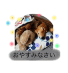 愛犬が好きすぎて作ったスタンプ（個別スタンプ：21）