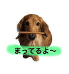 愛犬が好きすぎて作ったスタンプ（個別スタンプ：23）