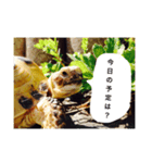 ロッシー（個別スタンプ：4）