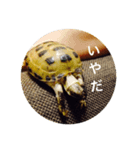 ロッシー（個別スタンプ：6）