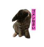 猫 雷之介 3（個別スタンプ：3）