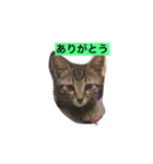 猫 雷之介 3（個別スタンプ：4）