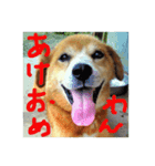Lovery dogs 2（個別スタンプ：1）