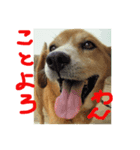Lovery dogs 2（個別スタンプ：2）