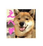 Lovery dogs 2（個別スタンプ：4）