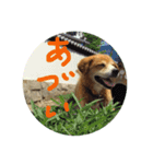 Lovery dogs 2（個別スタンプ：6）