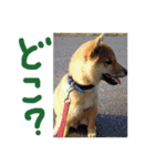 Lovery dogs 2（個別スタンプ：7）