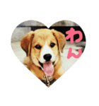 Lovery dogs 2（個別スタンプ：8）