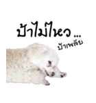 PeeMai FC（個別スタンプ：13）