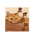 猫のひざもち（個別スタンプ：18）