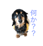 愛犬ミニチュアダックスのスタンプ！（個別スタンプ：1）