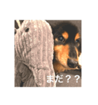 愛犬ミニチュアダックスのスタンプ！（個別スタンプ：16）