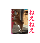 仔犬の大福と仔犬のチクワ（個別スタンプ：5）