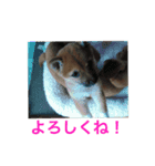 仔犬の大福と仔犬のチクワ（個別スタンプ：8）