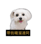 Dou Dou not dog（個別スタンプ：1）