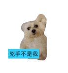 Dou Dou not dog（個別スタンプ：3）