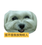 Dou Dou not dog（個別スタンプ：8）