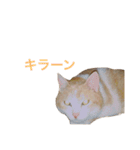 うちの猫さま(みーさん)（個別スタンプ：23）