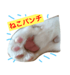 corochan1（個別スタンプ：2）