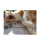 corochan1（個別スタンプ：3）