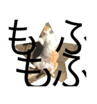 corochan1（個別スタンプ：8）