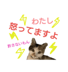 三毛猫おもち！おはぎも一緒（個別スタンプ：9）