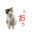 三毛猫おもち！おはぎも一緒（個別スタンプ：20）