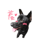 A Black dog（個別スタンプ：3）