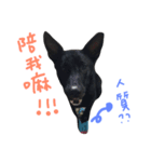 A Black dog（個別スタンプ：6）