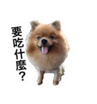 Cute Pomeranian Hana Dog（個別スタンプ：1）