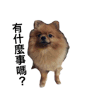 Cute Pomeranian Hana Dog（個別スタンプ：2）