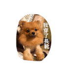 Cute Pomeranian Hana Dog（個別スタンプ：3）